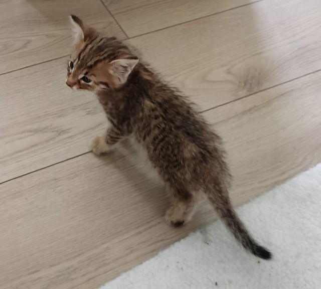Котовторник!
