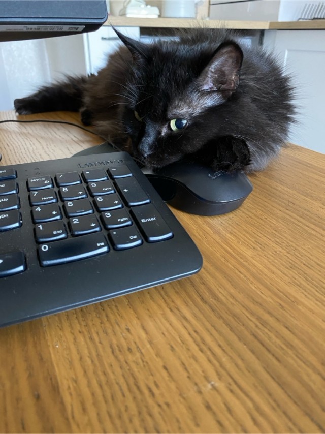Котовторник!