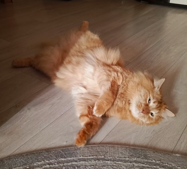 Мэйн-кун!  Котовторнику посвещается!