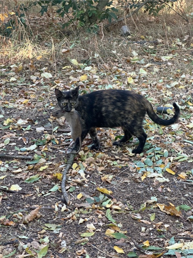 С Котовторником!