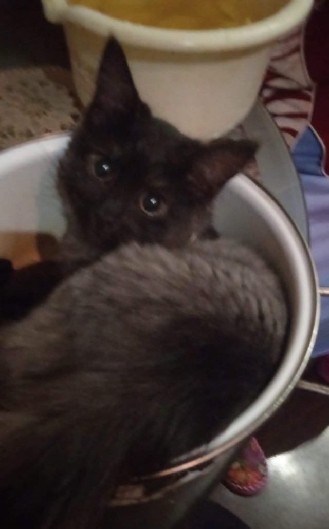 Котовторник 05/11/2024