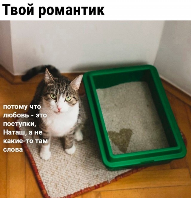 Весёлый полтишок 22.11.24