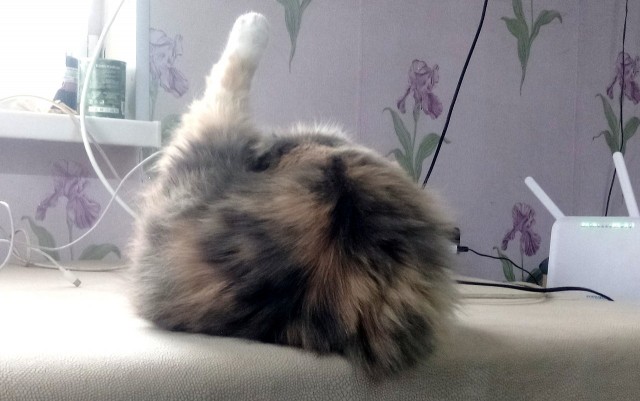 Хоба! (Котовторник же)