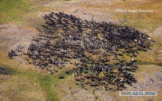 Красота! Лето на Ямале. Фото