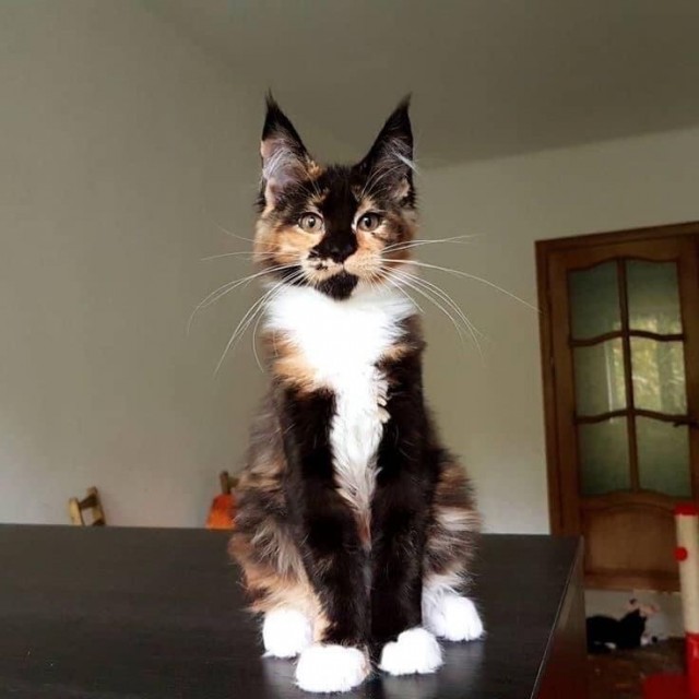 Котовторник! Успел!)