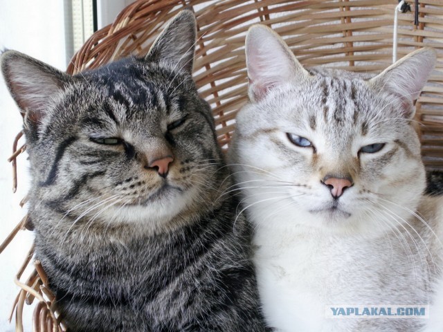 Котовторник 25.06.2013