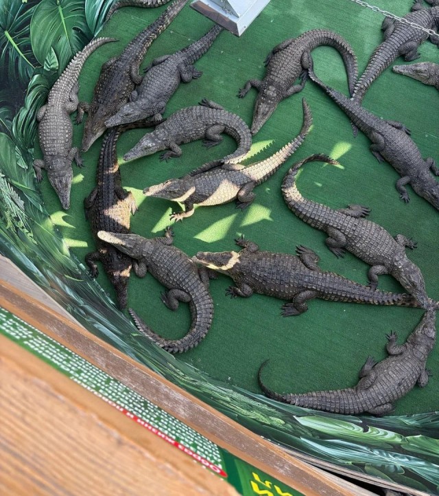 Несколько крокодилов только что смогли откачать после пожара в Ейске.