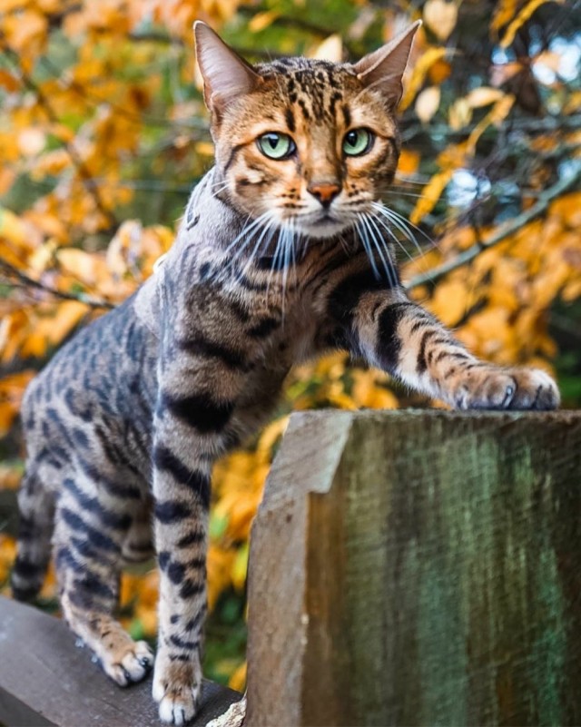 Осенний кот