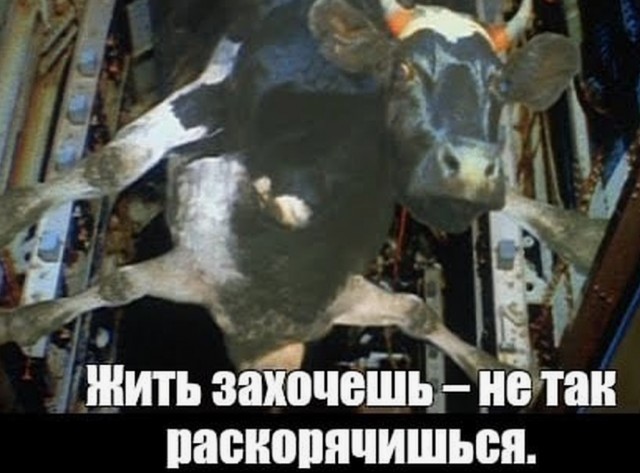 Жить захочешь - и на "егозу" запрыгнешь