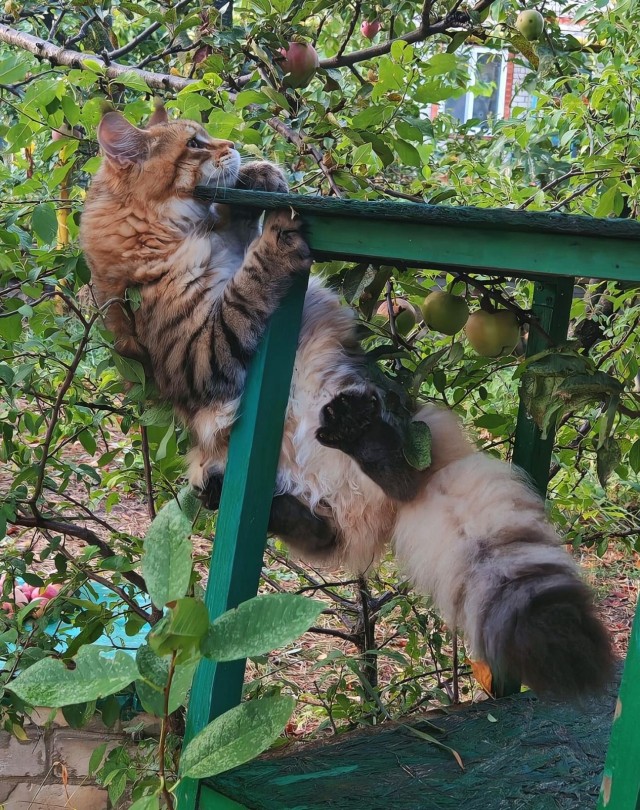 Котовторник. Дорофей!