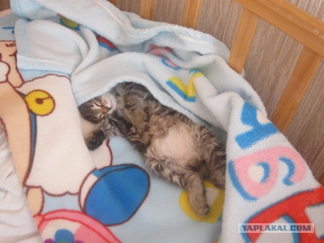 Спасение Котенка