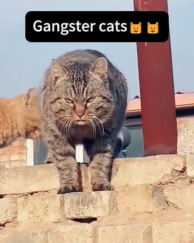 Это кто там гавкает?