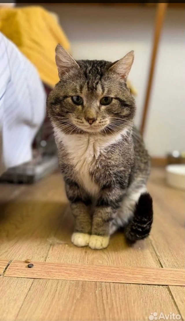 Подборка кошачьих, которые стали никому не нужны