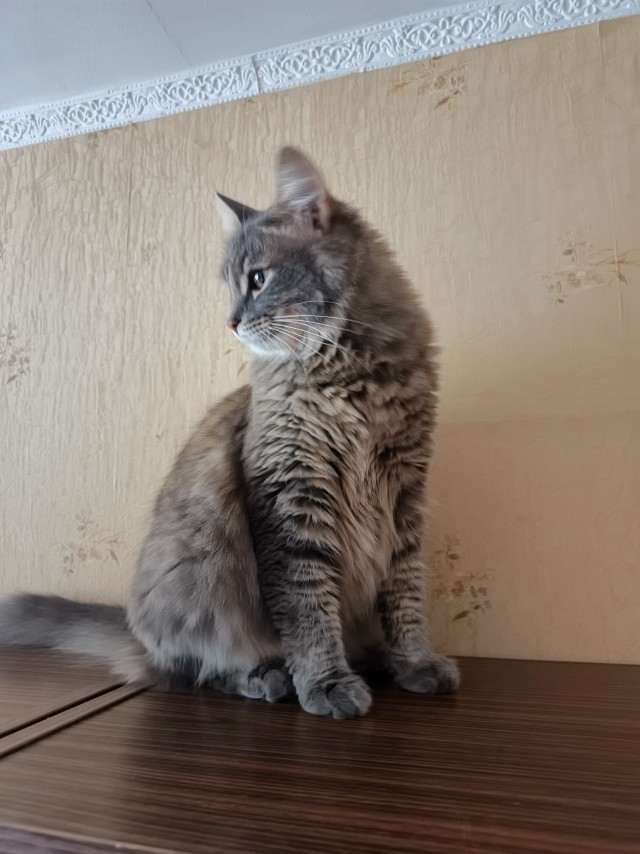 Котовторник. Моё зверьё