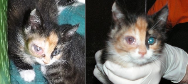 История одного "почти спасения".