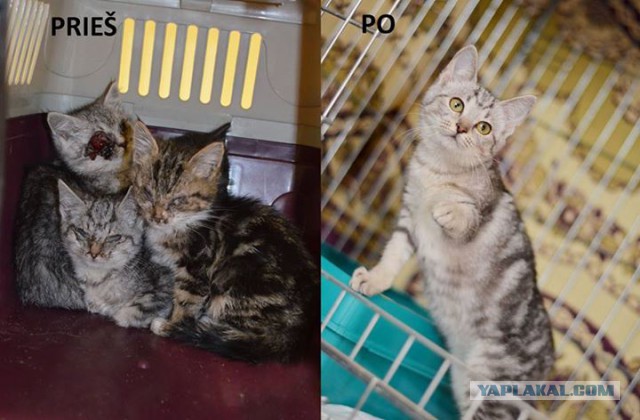 Про спасенных котеек