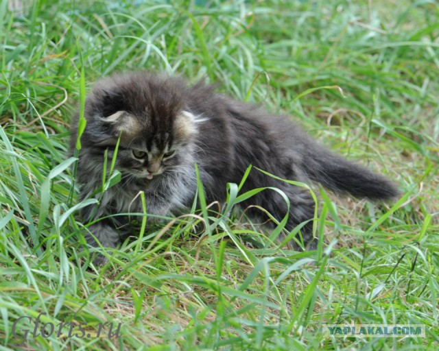 Котовторник 25.02.2014