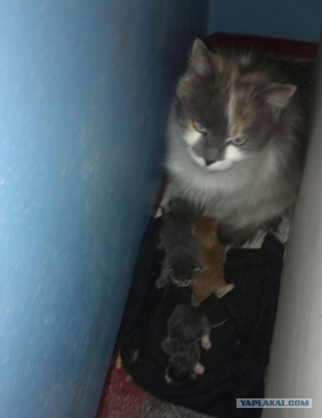 Котовторник 01.04.2014