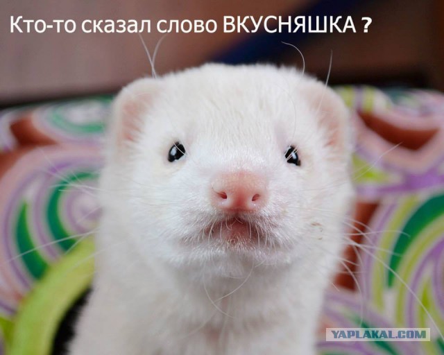 Хорьки и в доме не скучно