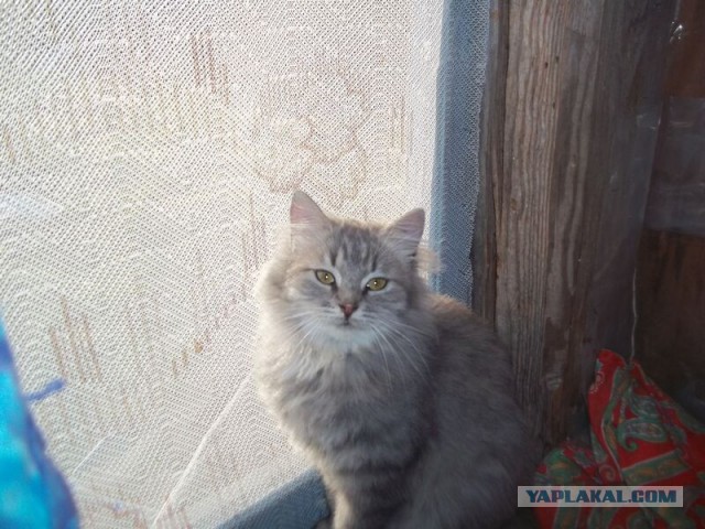 Жизнь домашнего приюта для котеек 13