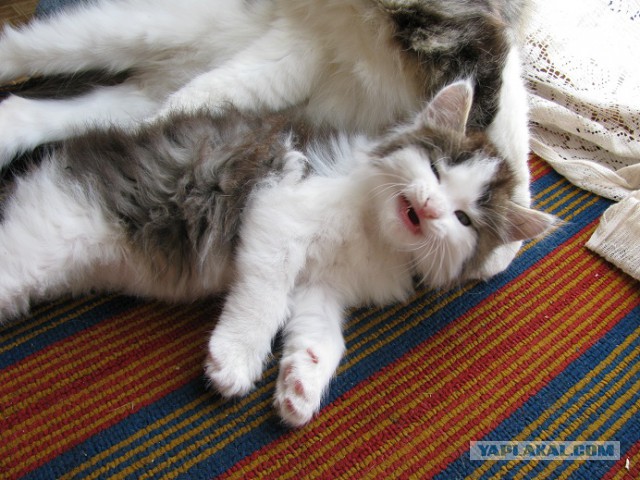 А у тебя есть фото твоей зевающей котейки ?