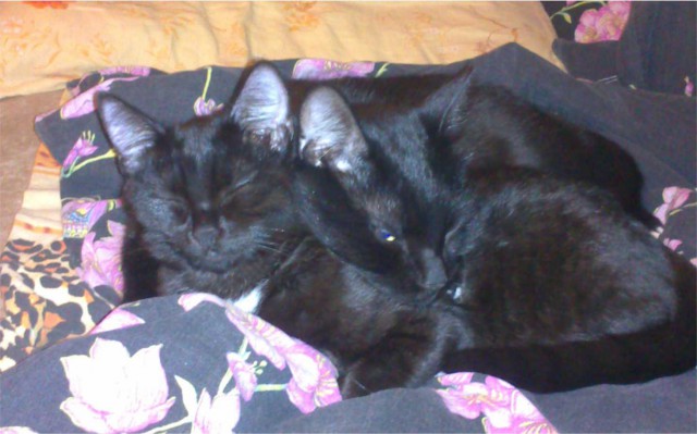 Котовторник 09.09.2014