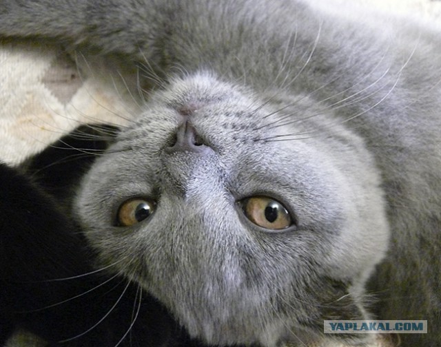 Котовторник 23.09.2014.