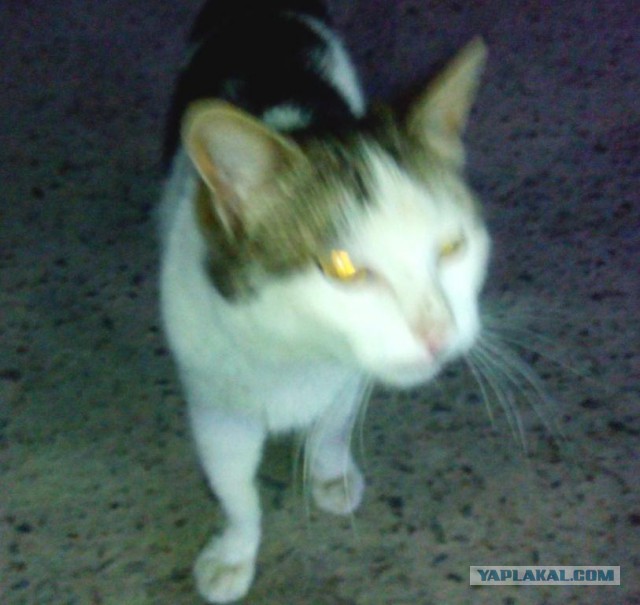 Котовторник   02.06.2015