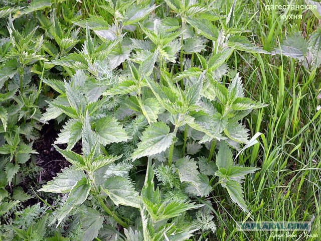 Шведский стол для Ати, Кулинары поздравляют