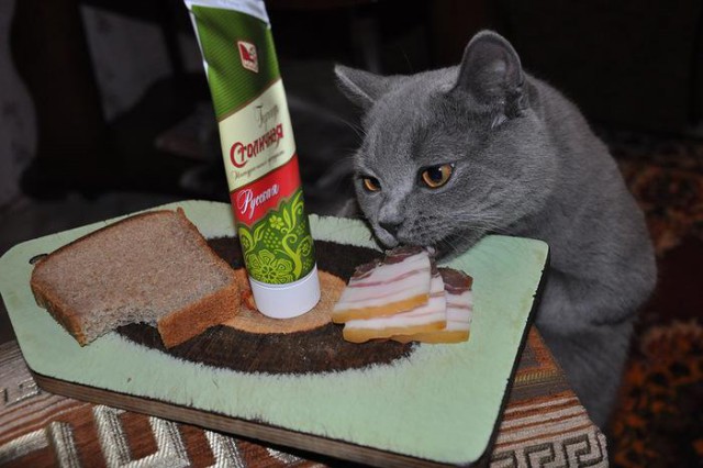 Котэподборка