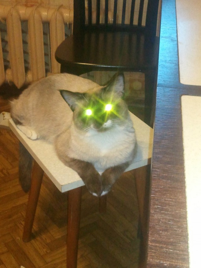 Котовторник 29-09-2015,