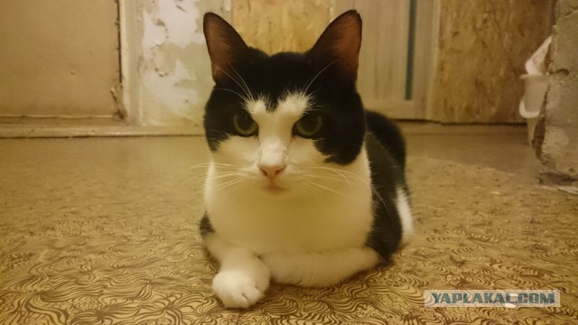 Пост невероятной кошачьей красоты. 25 фот.