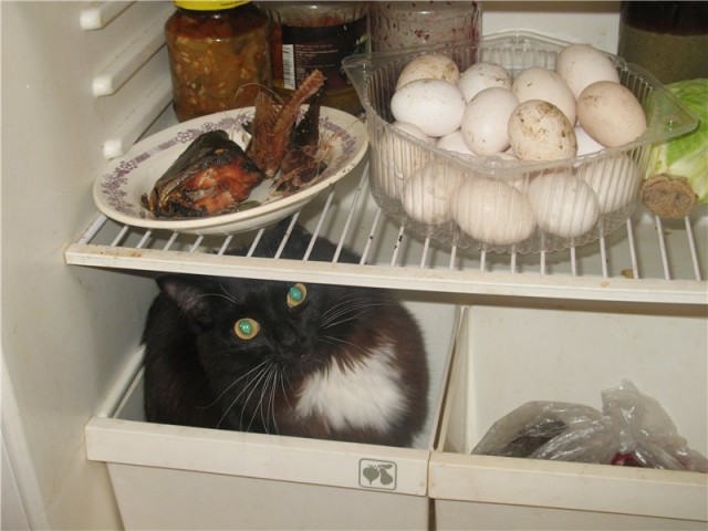 Котовторник