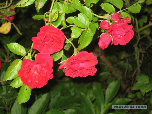 Славянская Душа