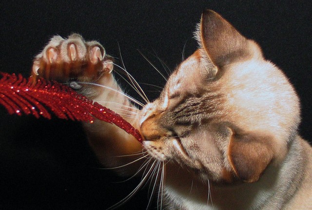 Коты, кошки, котята
