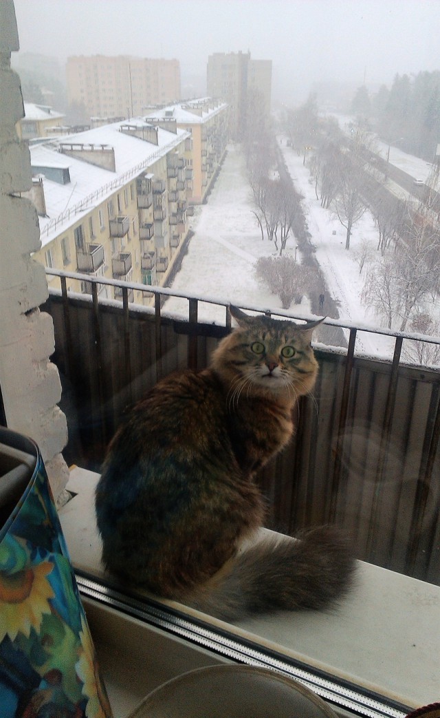 Картинки и гифки, всё стандартно