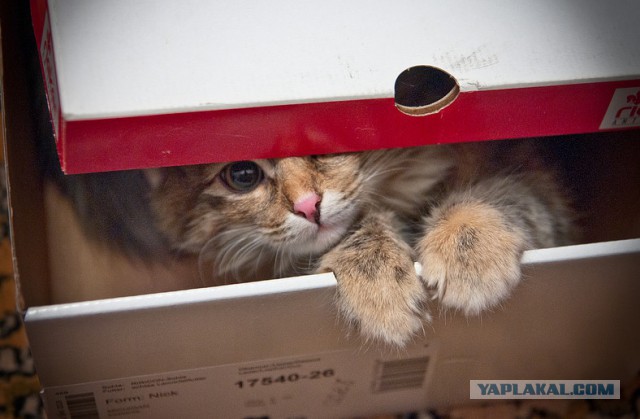 Коробочные коты или кошачий склад