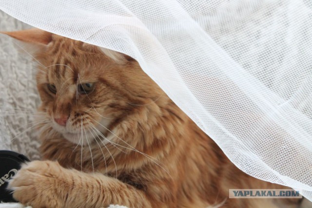 Кошкин день