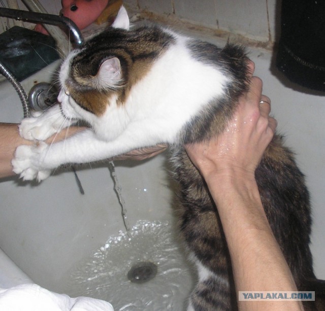 Помыла кота