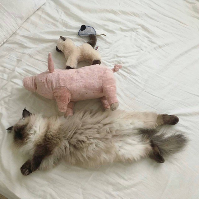 Коты и Кошки