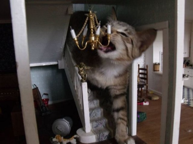 Коты и Кошки