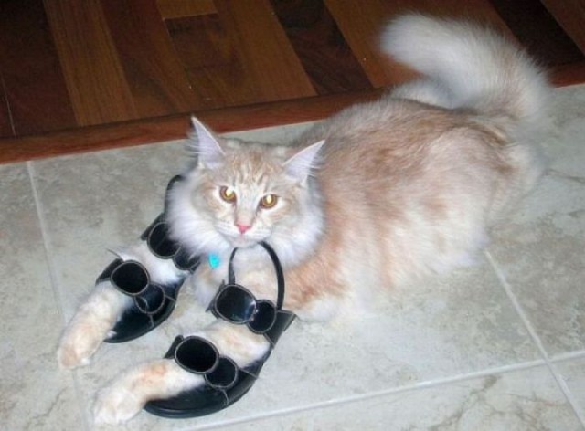Коты и Кошки