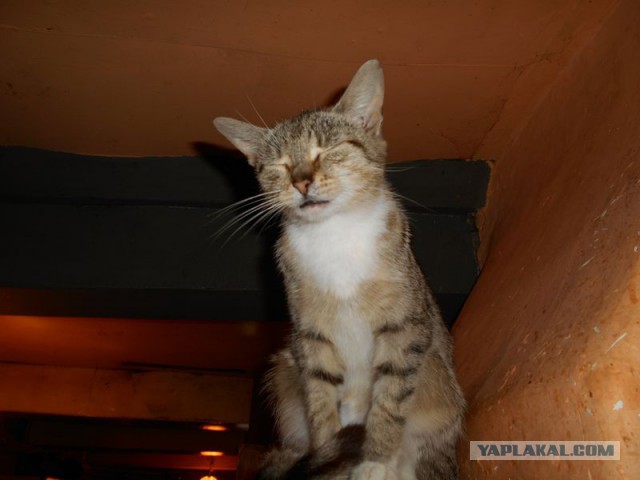 Жизнь домашнего приюта для котеек 173
