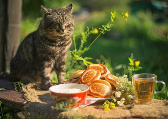 Коты и Кошки