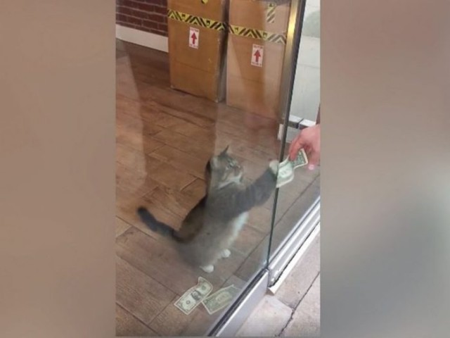 Коты и Кошки