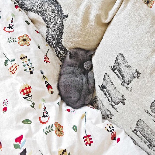 Коты и Кошки