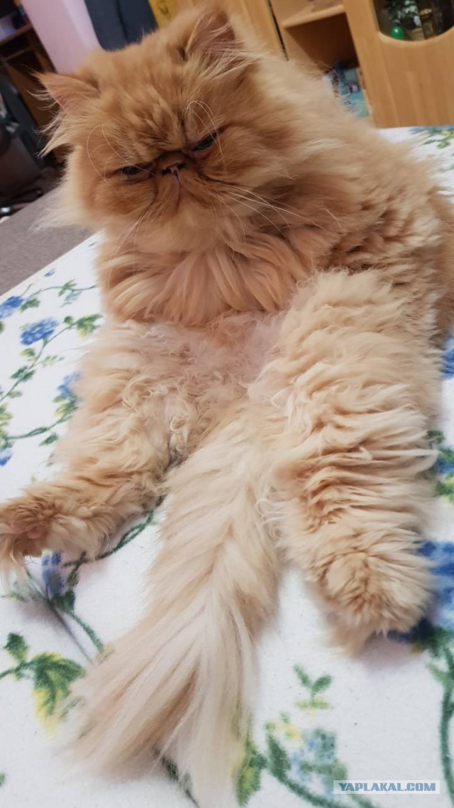 Котовторник