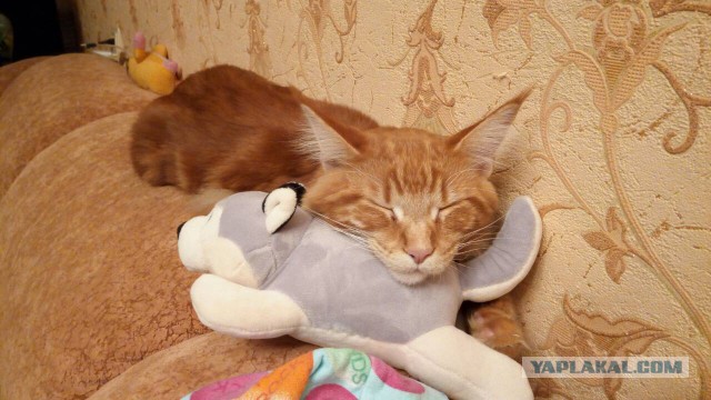 Котовторник 12.12.2017