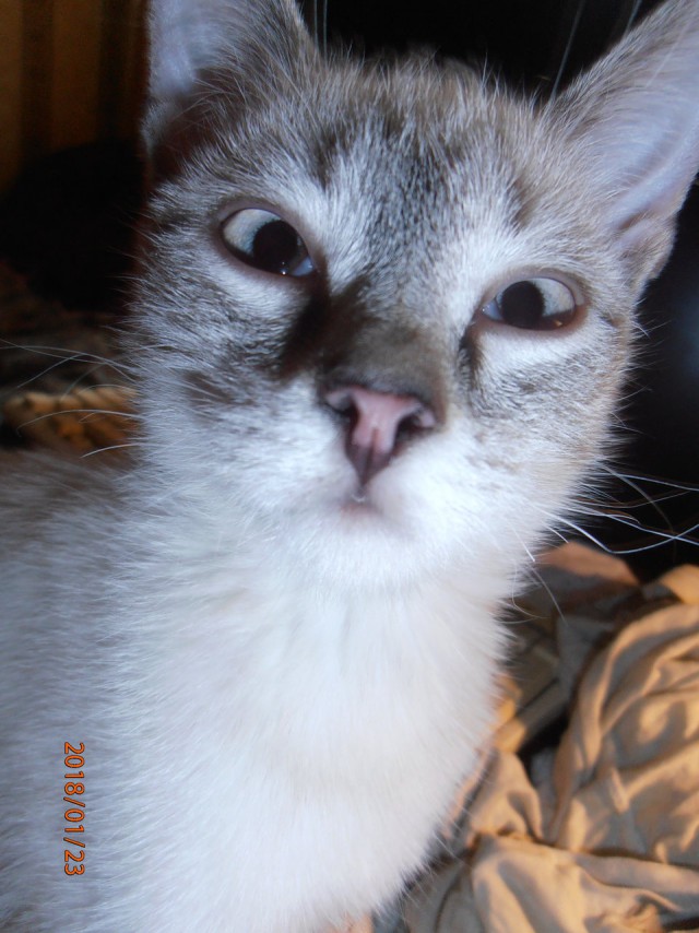 Котовторник 20.02.18