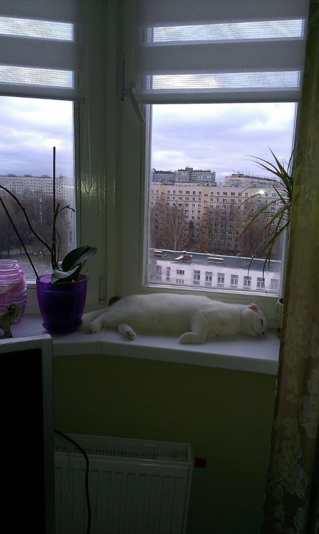 Котовторник  06.03.2018